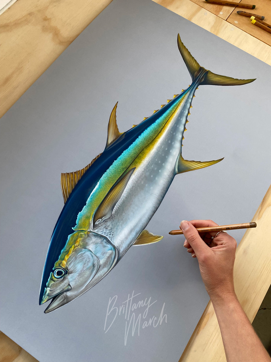 Yellowfin Tuna (Thunnus Albacares) Artwork by Brittany March