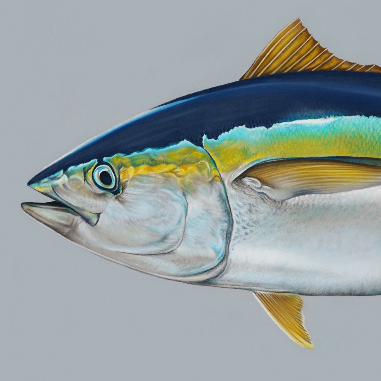 Yellowfin Tuna (Thunnus Albacares) Artwork by Brittany March