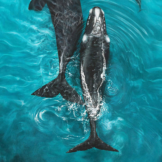 Southern Right Whales | Limited Edition Print