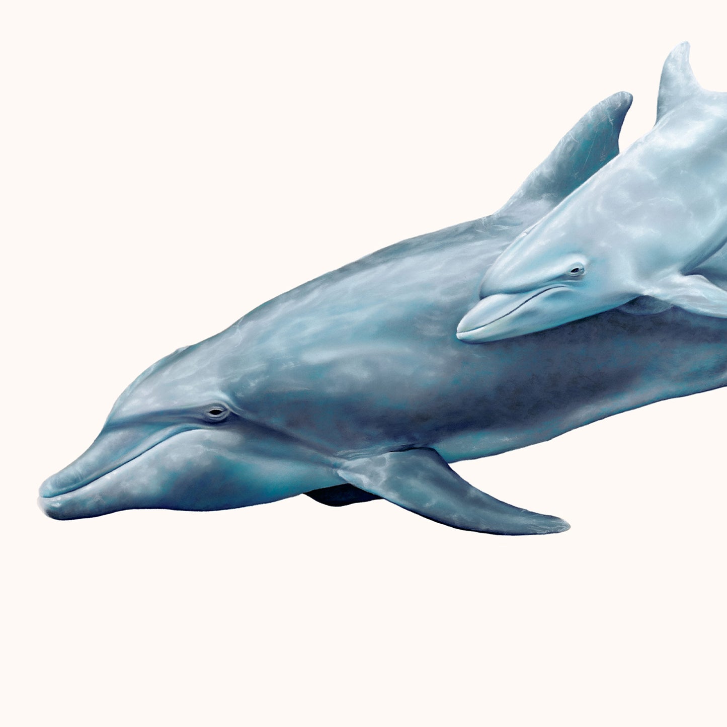 Dolphins Mother & Calf | Limited Edition Print