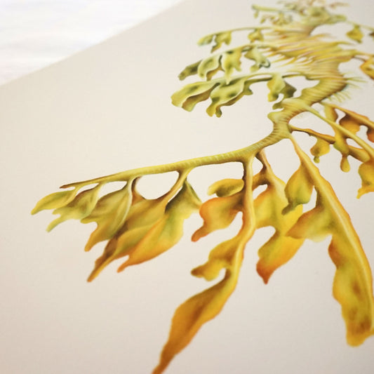 Leafy Seadragon | Fine Art Giclée Print