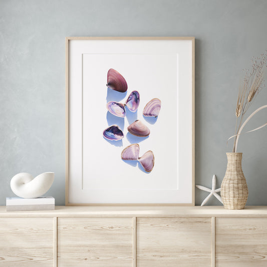 Goolwa Pipi Still Life Artwork | Limited Edition Print