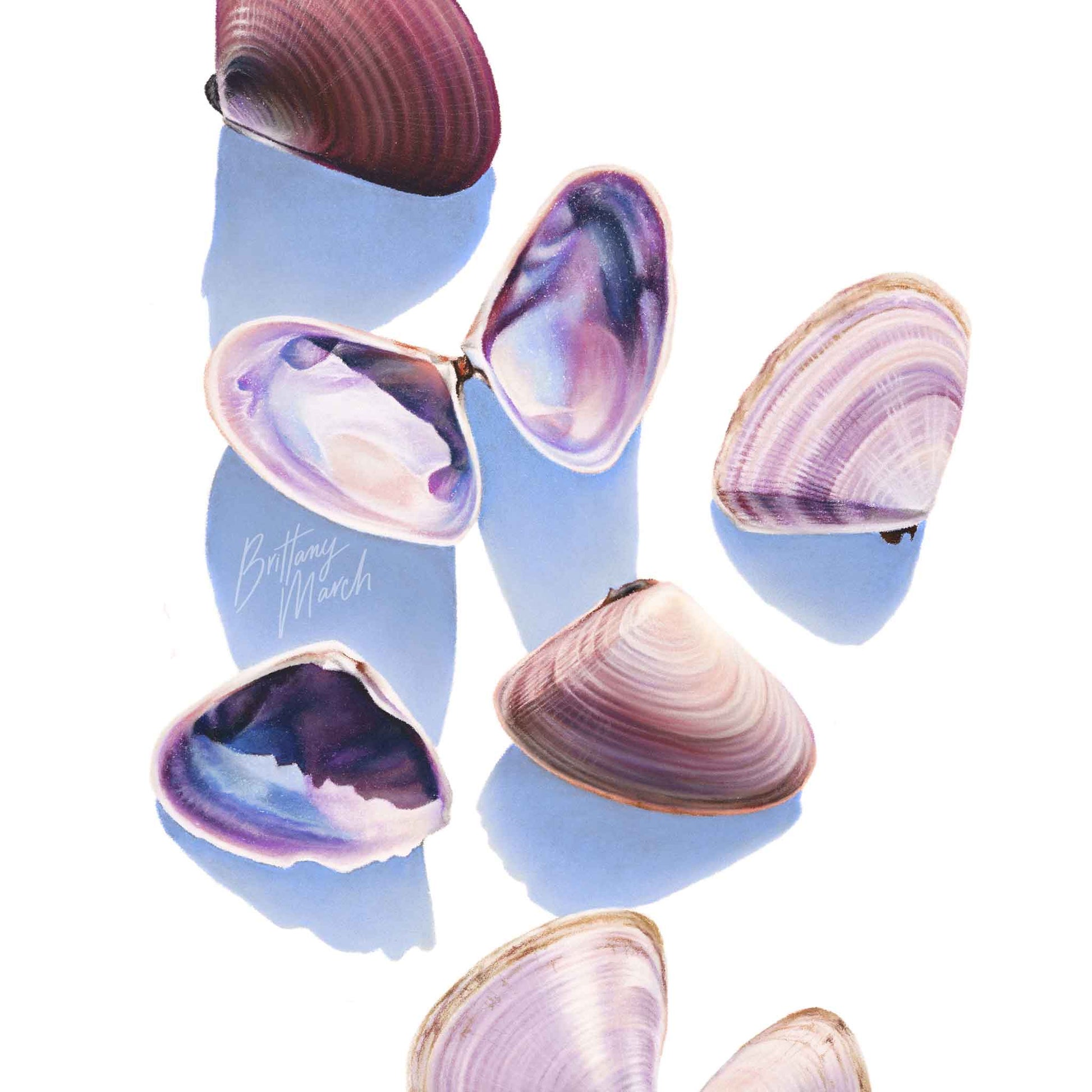 Australian Pipi Shell artwork