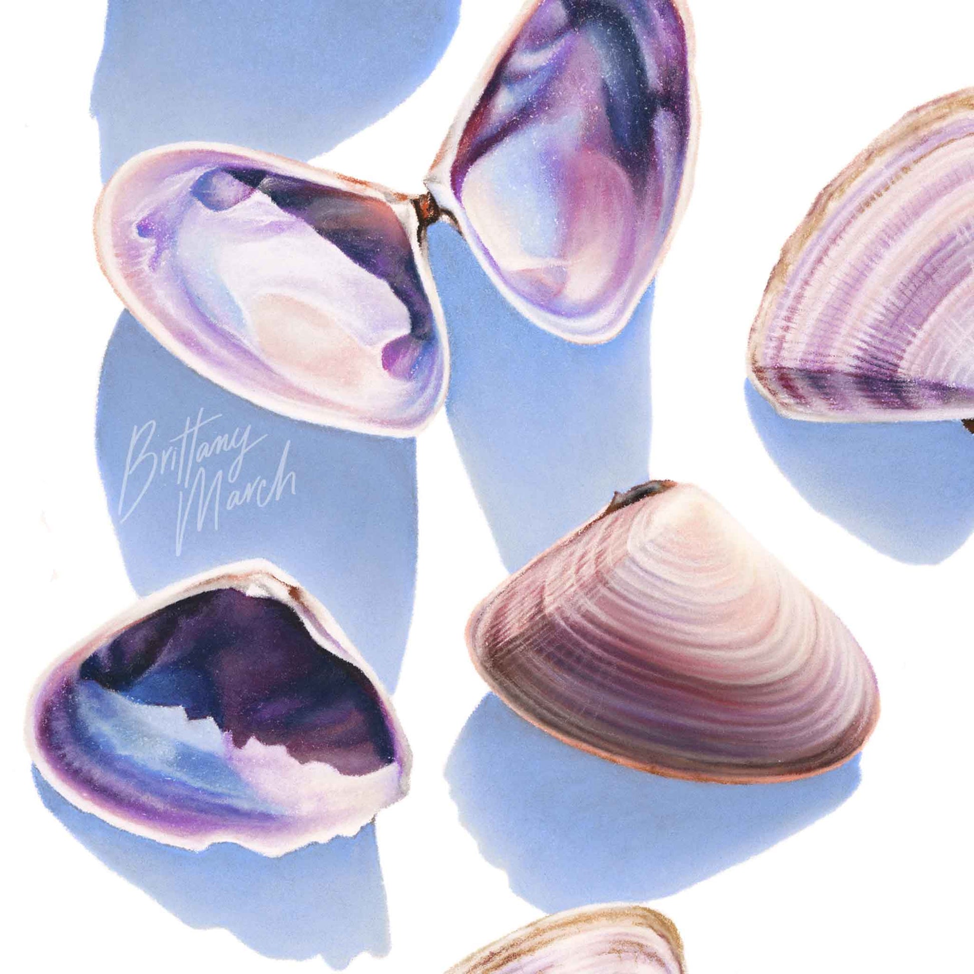 Australian Pipi Shell artwork