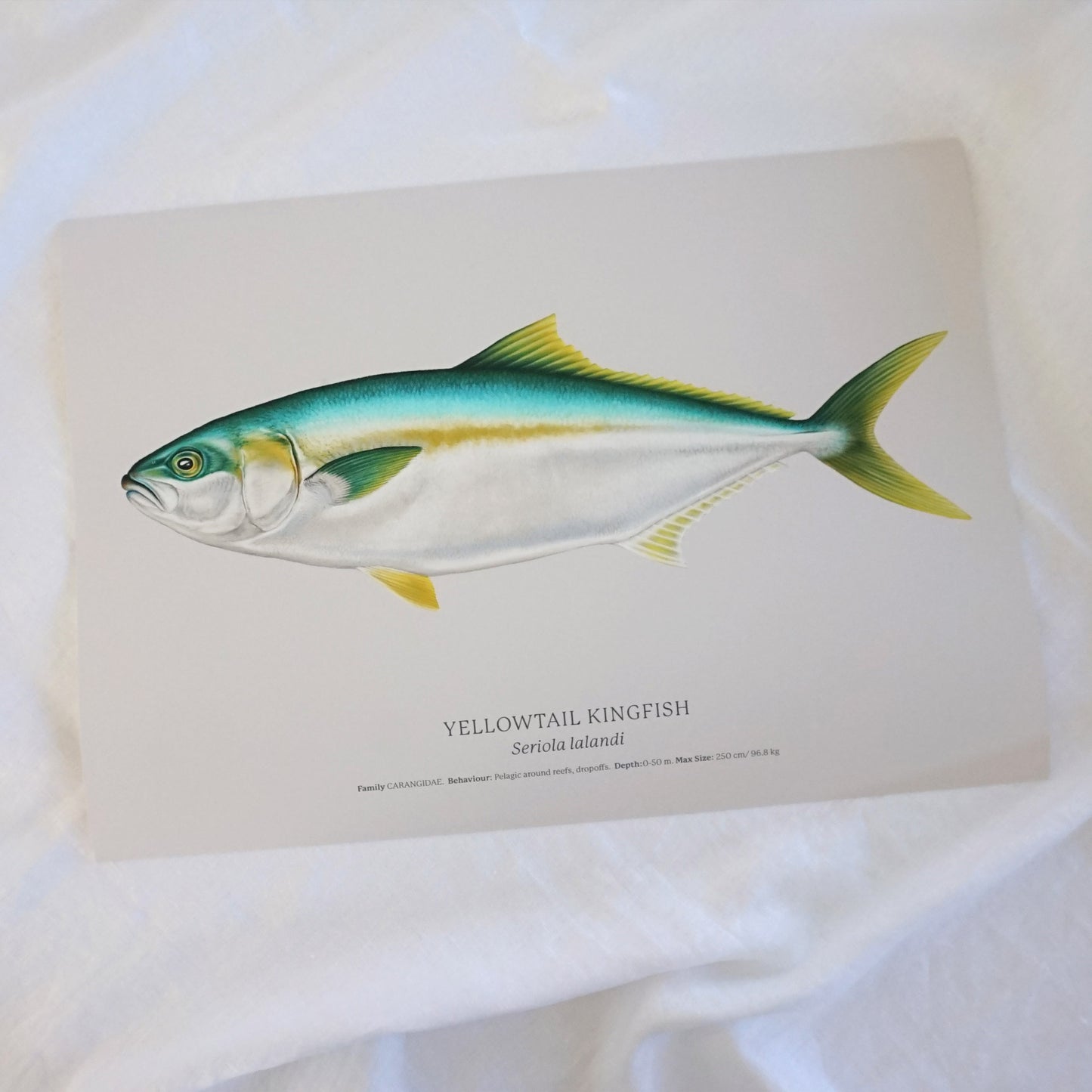 Yellowtail Kingfish | Limited Edition Print