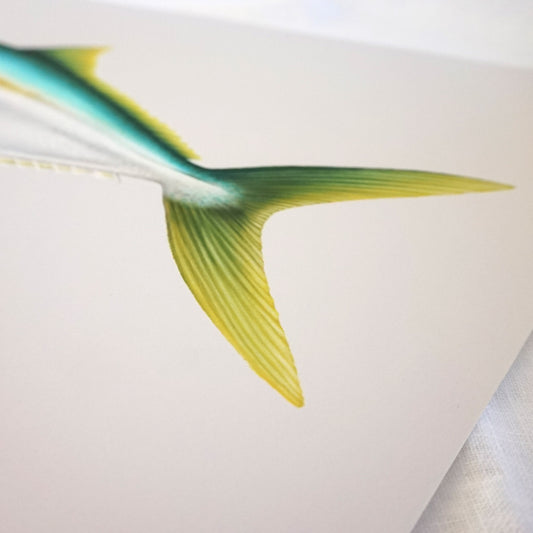 Yellowtail Kingfish | Limited Edition Print