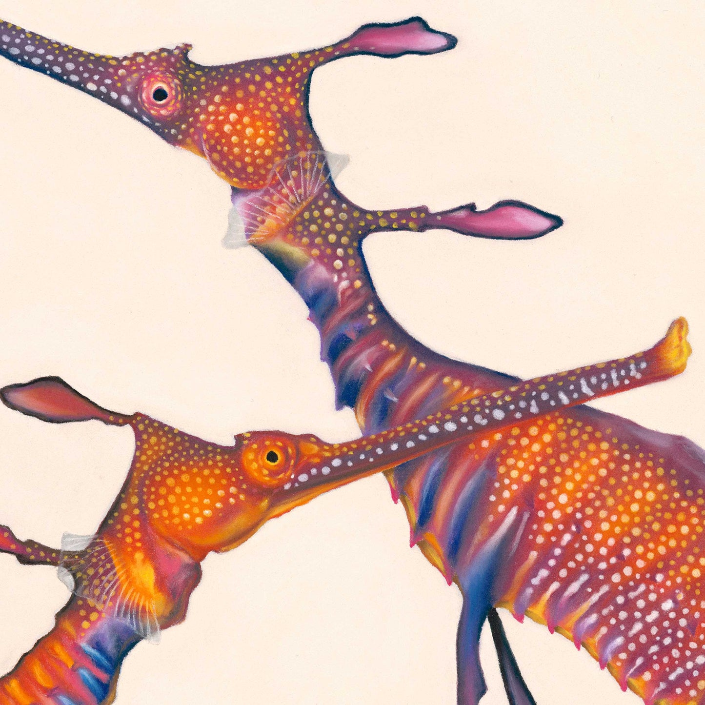 Detailed weedy seadragon artwork. Pair of weedy sea dragons with eggs by Australian marine life artist Brittany March.