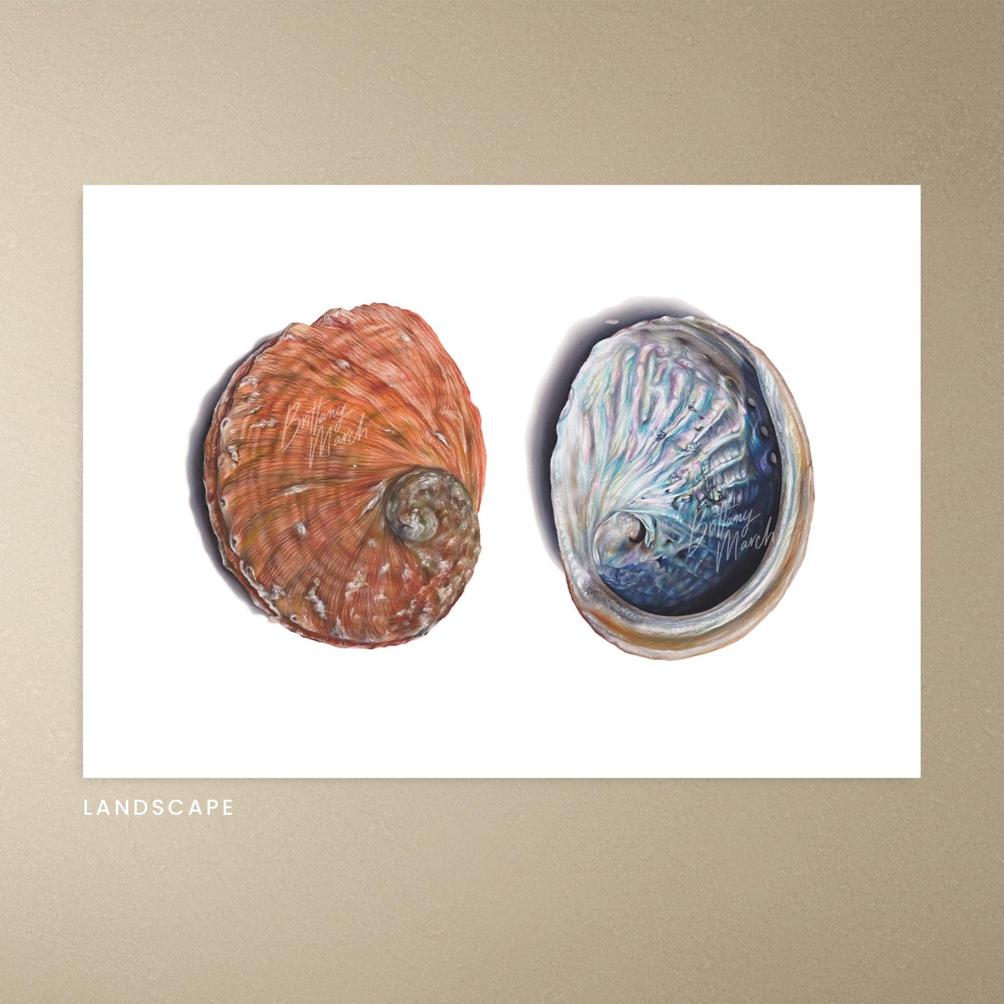 Abalone Shell (blacklip) | Limited Edition Print