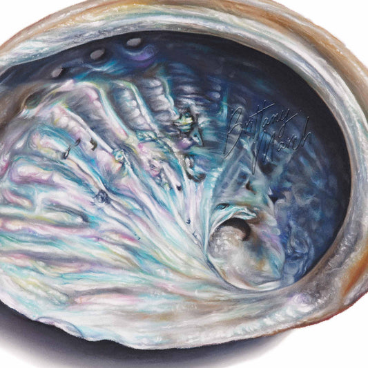 Abalone Shell (blacklip) | Limited Edition Print