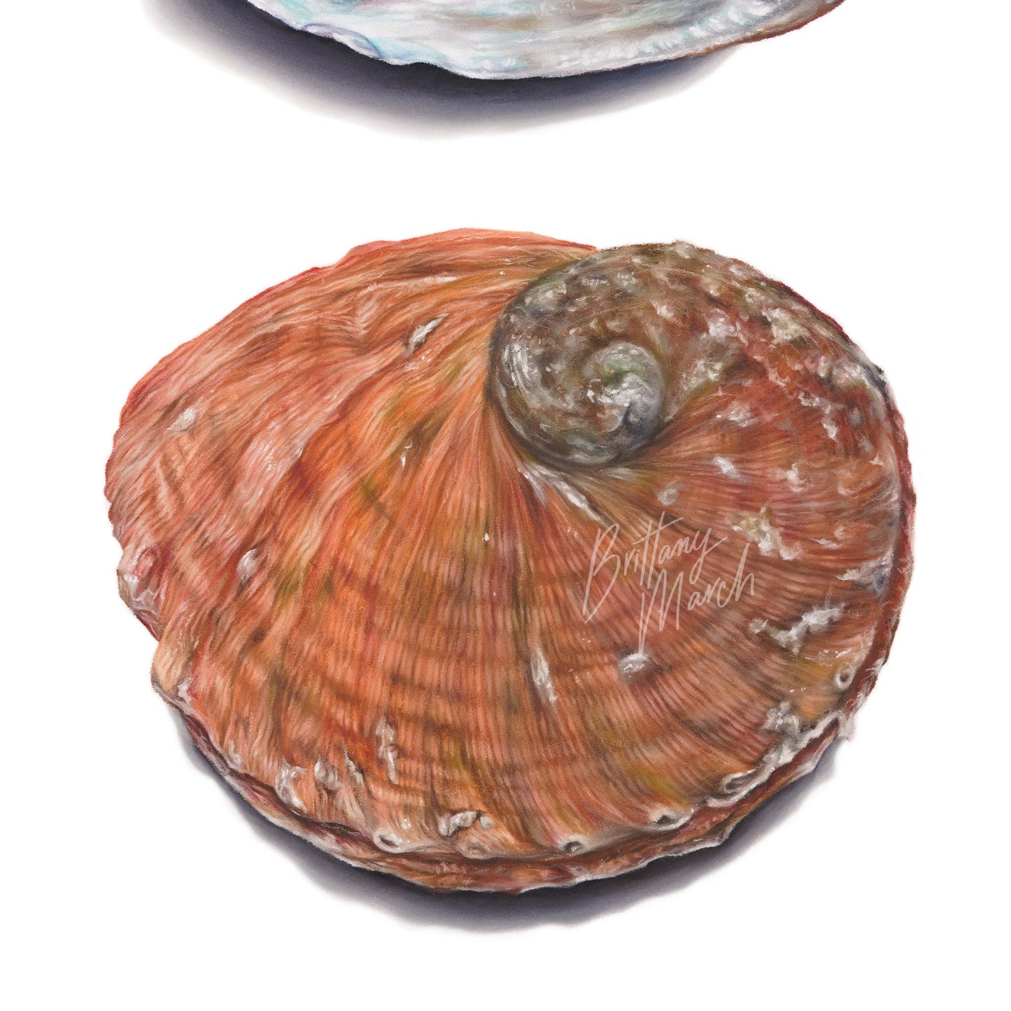 Abalone Shell (blacklip) | Limited Edition Print