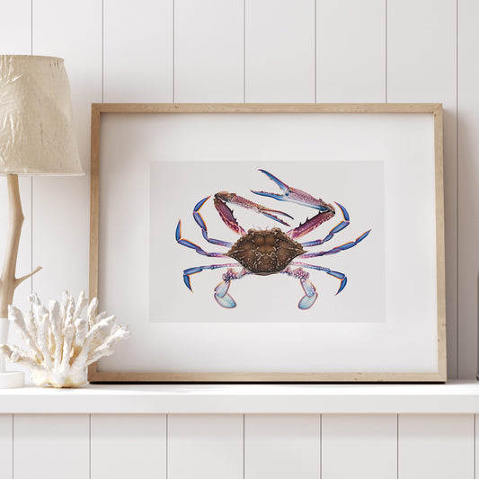 Blue Swimmer Crab | Limited Edition Print