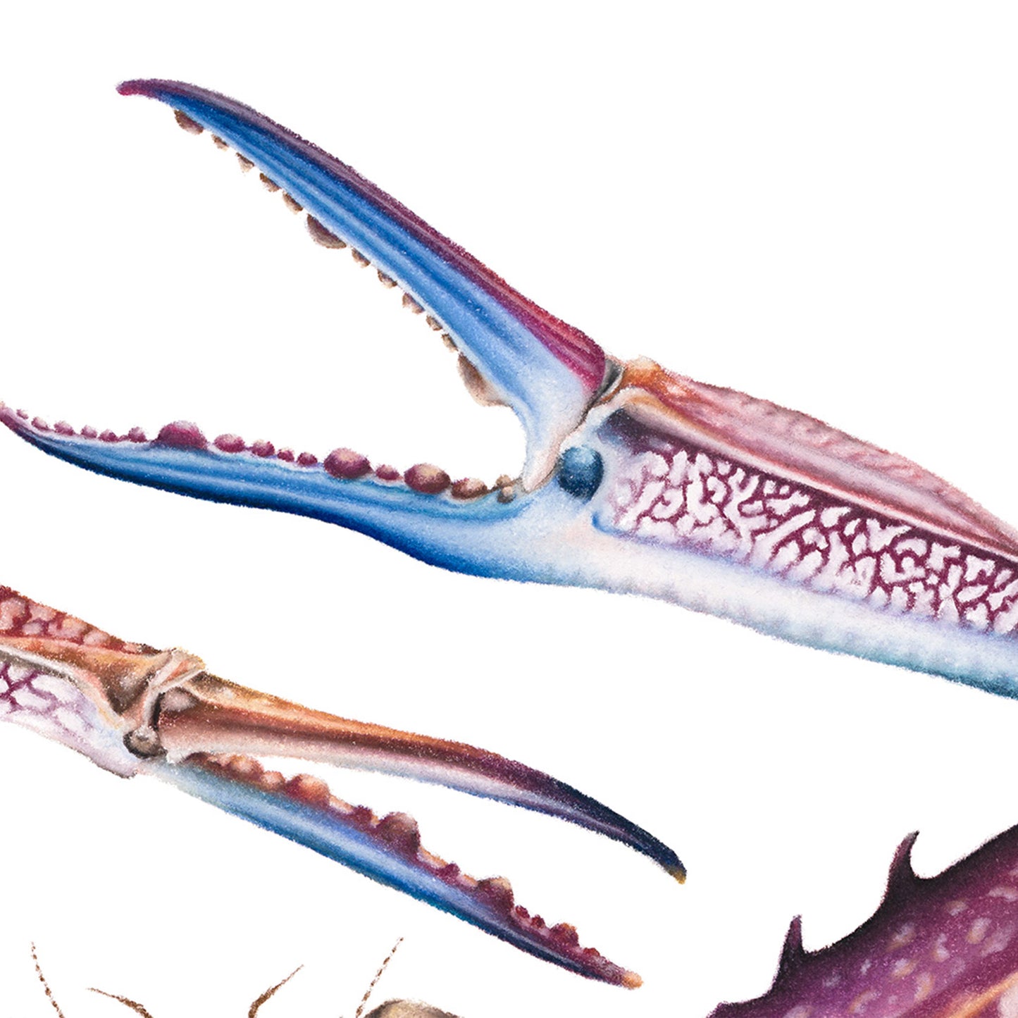 Blue Swimmer Crab | Limited Edition Print