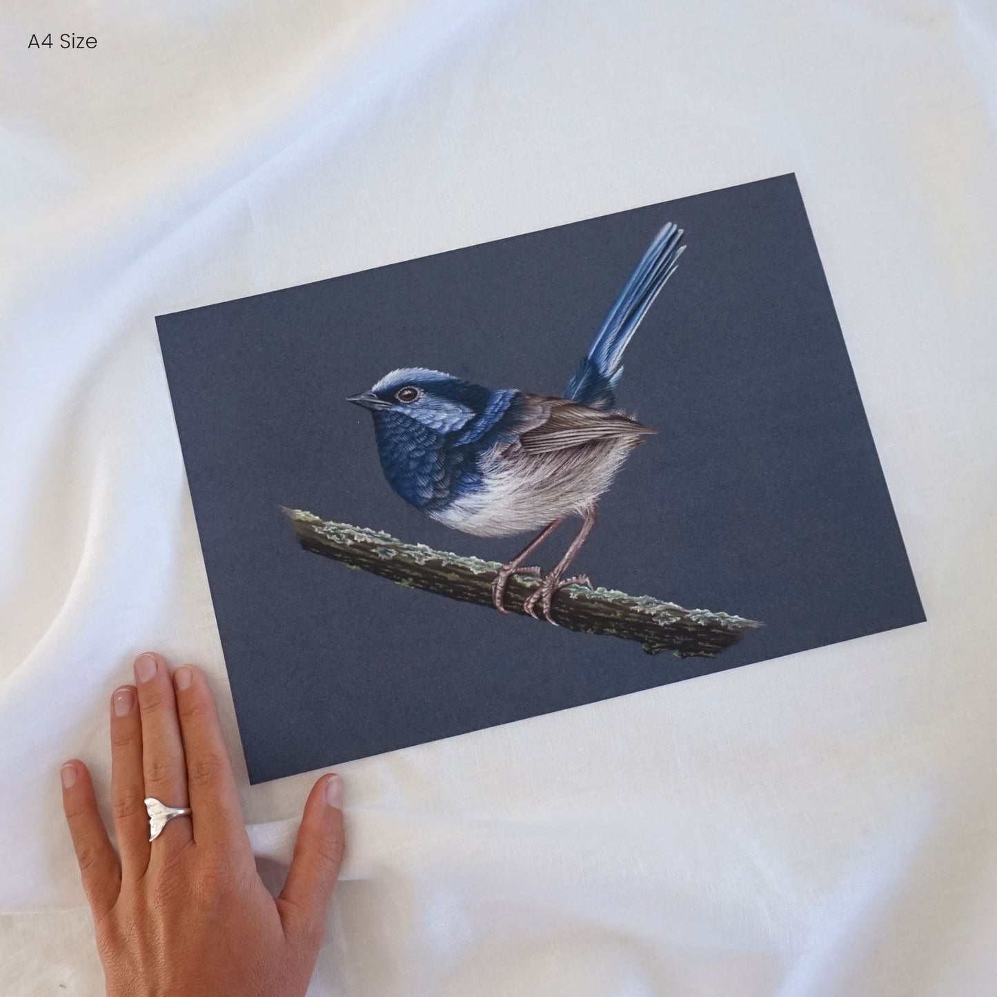 Superb Fairy-wren | Fine Art Giclée Print