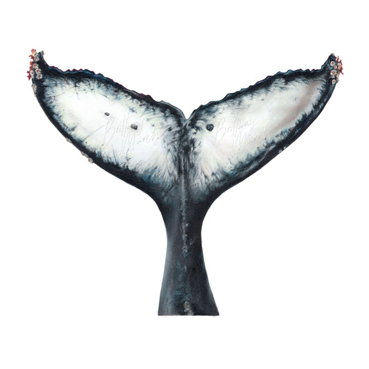 Humpback Whale Tail Fluke | Limited Edition Print