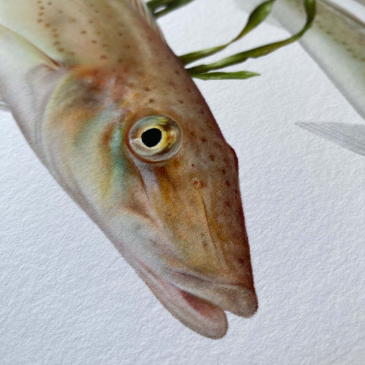 King George Whiting Artwork (Sillaginodes punctatus) | Limited Edition Print