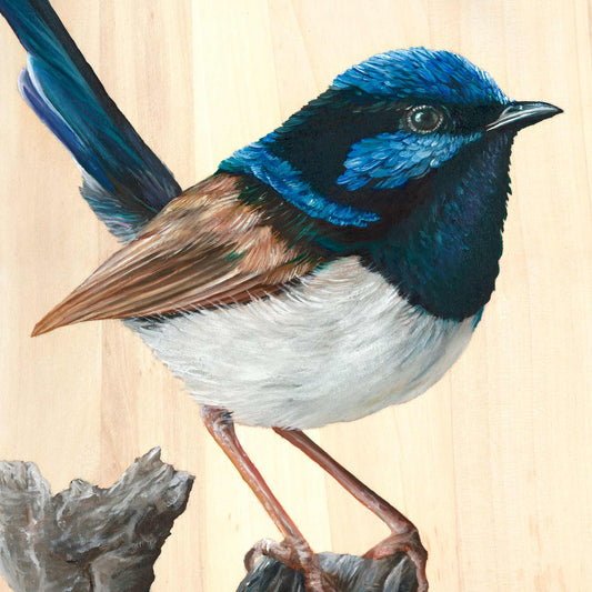 Original superb fairy wren artwork created in oil paint on a round wood panel. A detailed, realism style artwork of native Australian bird by Brittany March