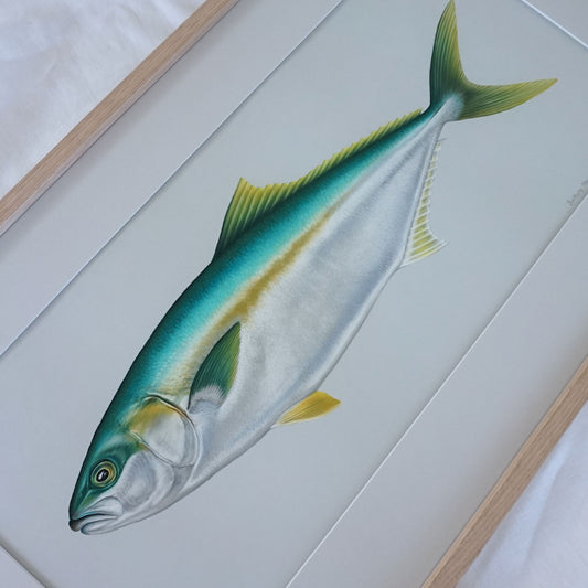 Original Yellowtail Kingfish Artwork