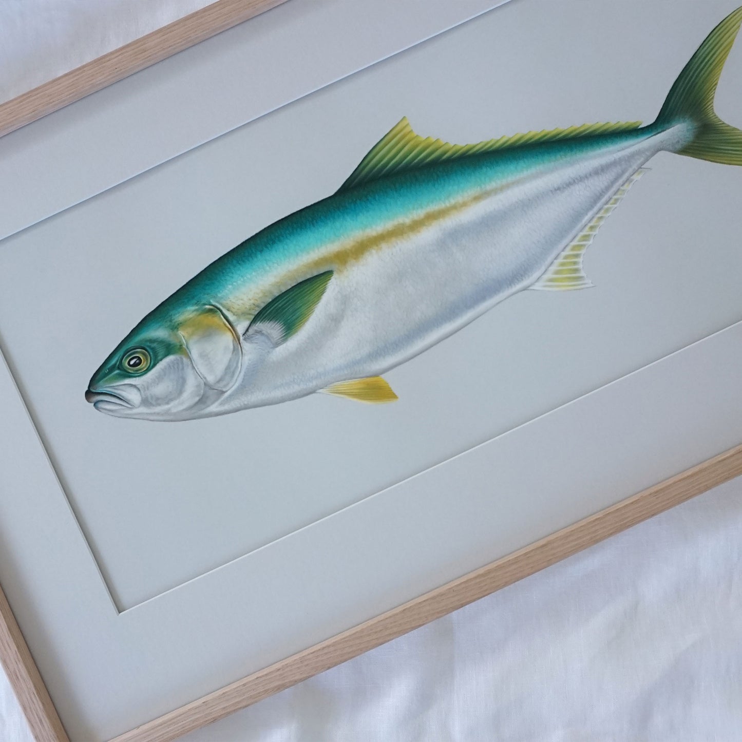 Original Yellowtail Kingfish Artwork