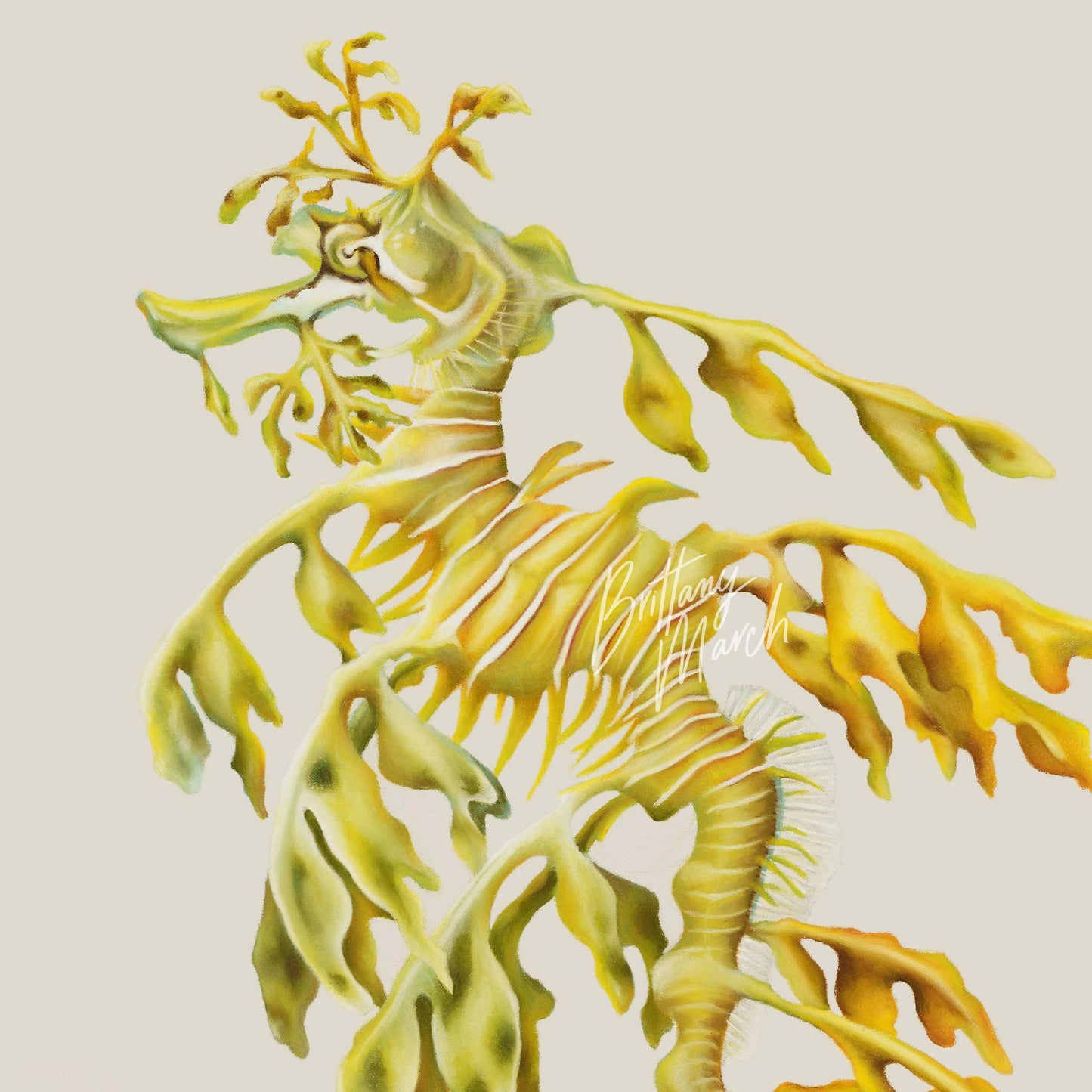 Leafy Seadragon | Fine Art Giclée Print