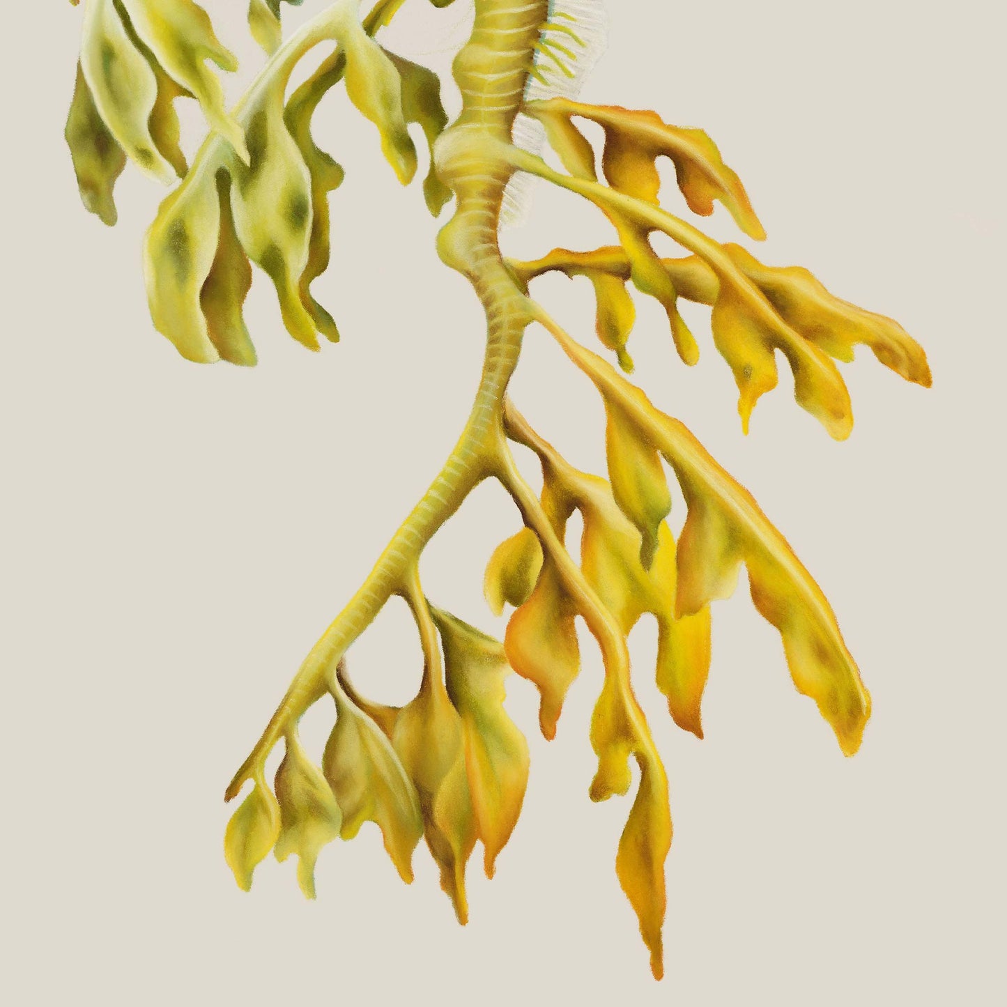 Leafy Seadragon | Fine Art Giclée Print