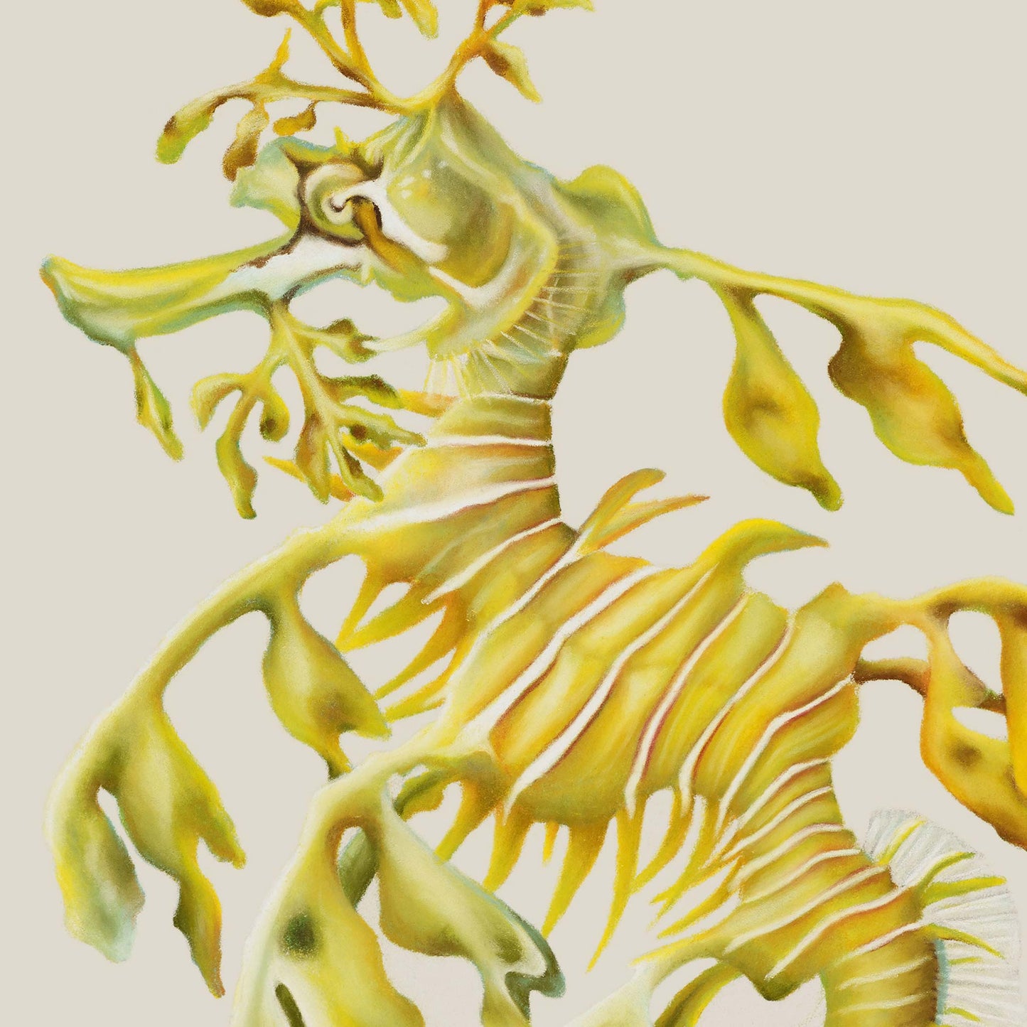 Leafy Seadragon | Fine Art Giclée Print