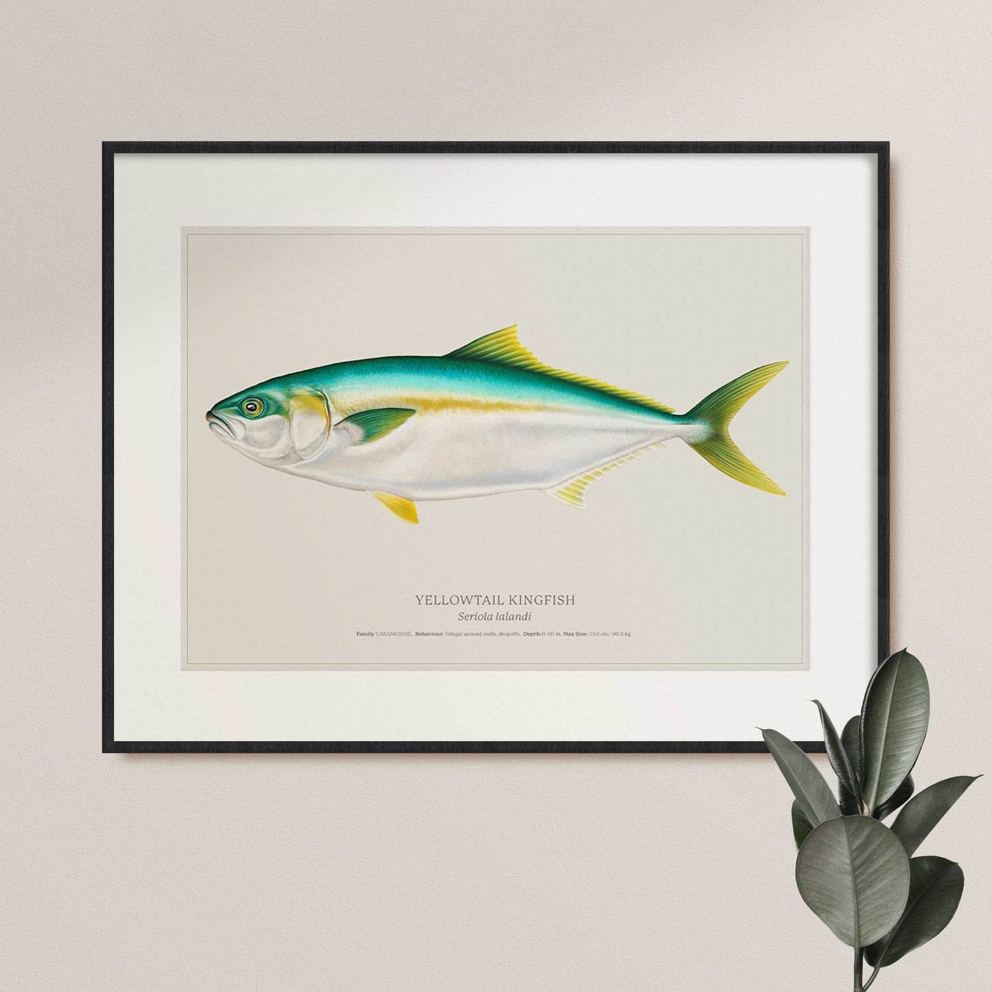 Yellowtail Kingfish | Limited Edition Print