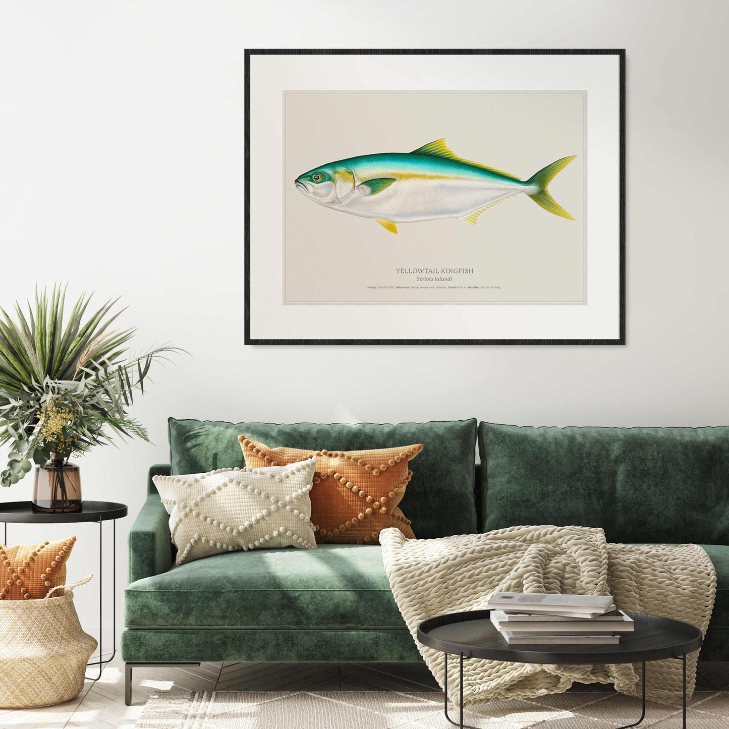 Yellowtail Kingfish | Limited Edition Print