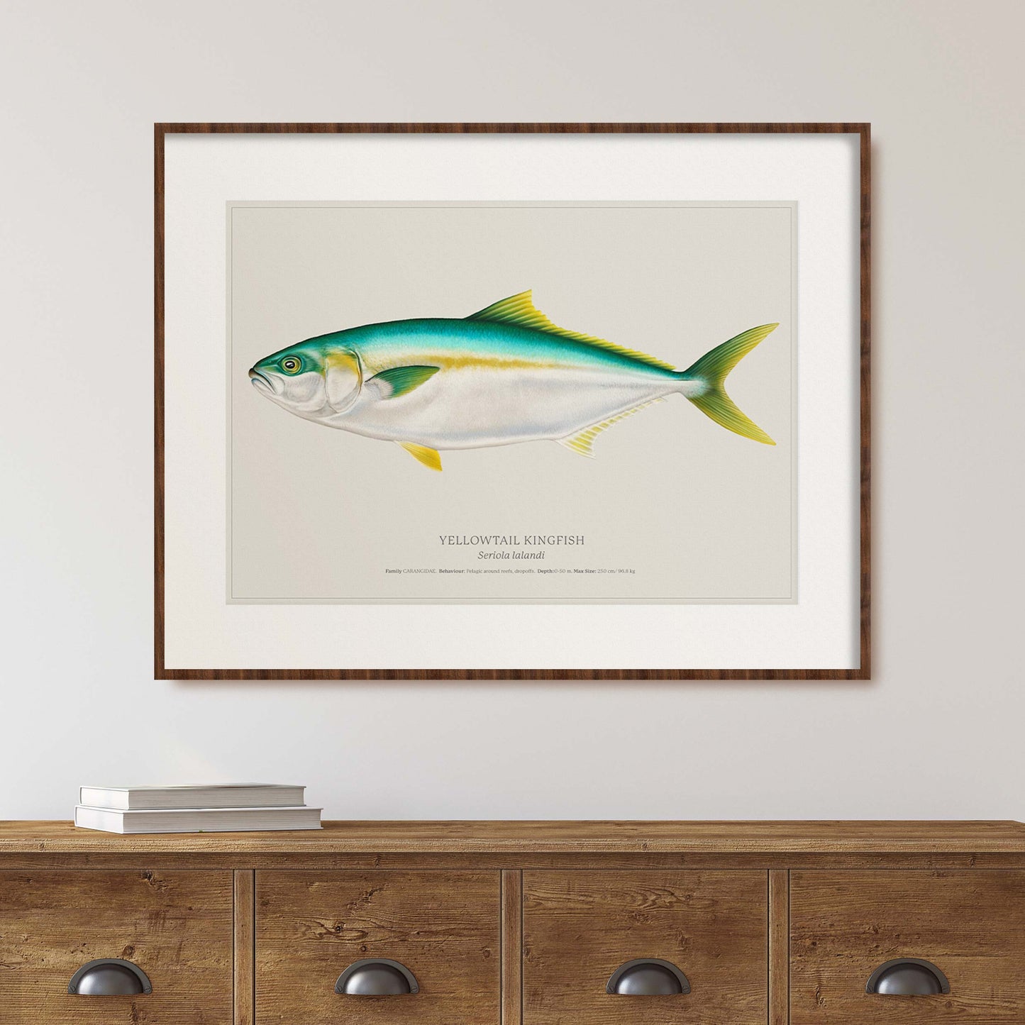 Yellowtail Kingfish | Limited Edition Print