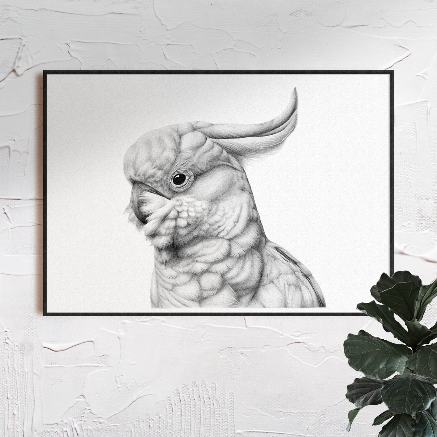 Cockatoo | Limited Edition Print