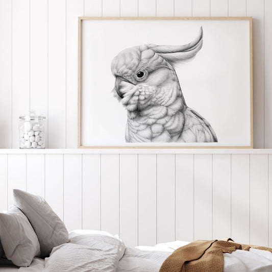 Cockatoo | Limited Edition Print