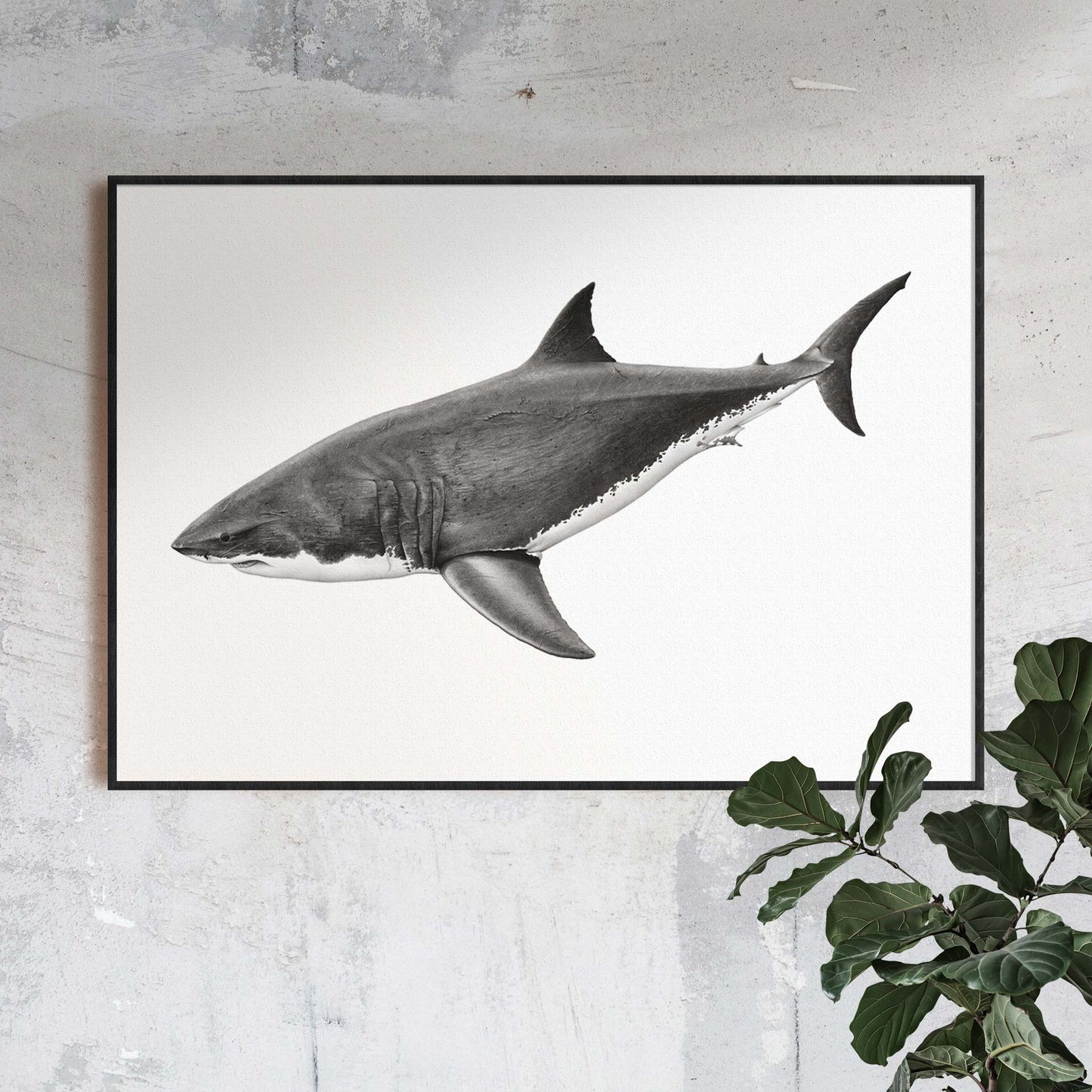 black and white great white shark artwork