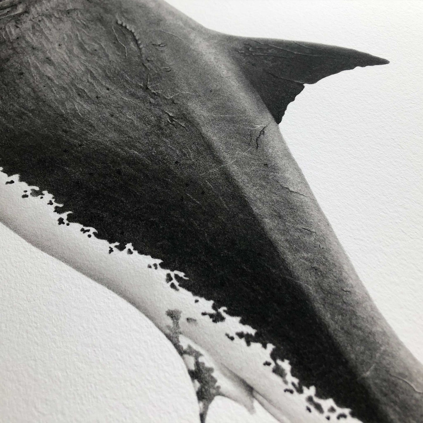 black and white great white shark artwork