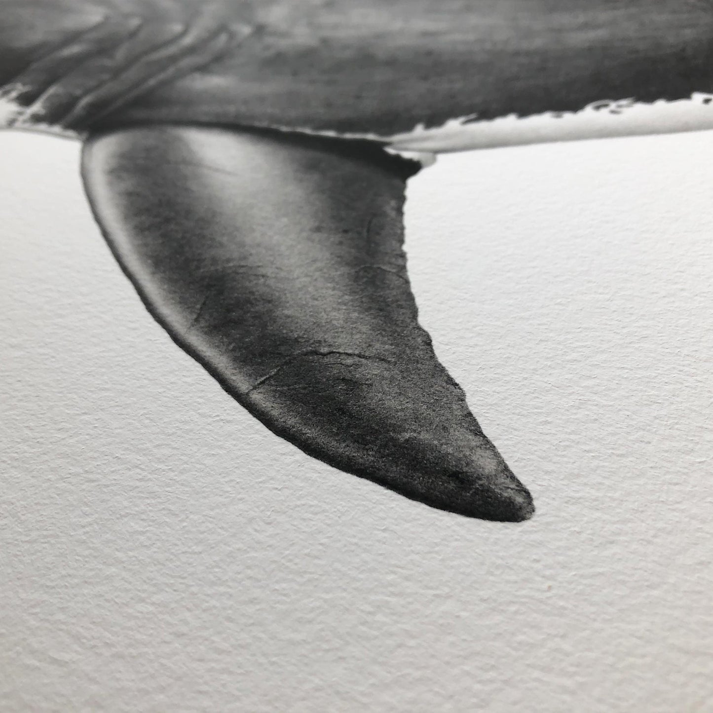 black and white great white shark artwork