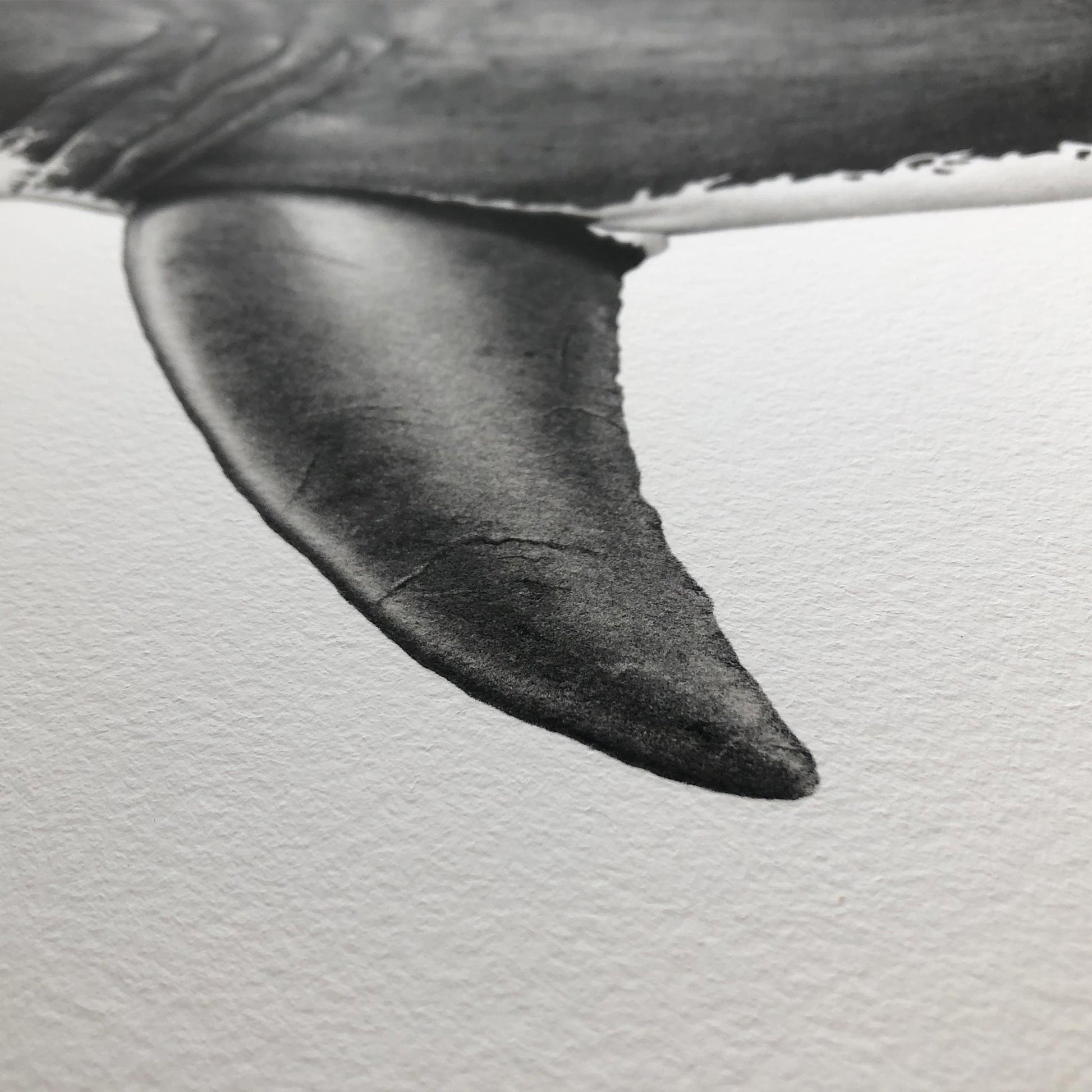 black and white great white shark artwork