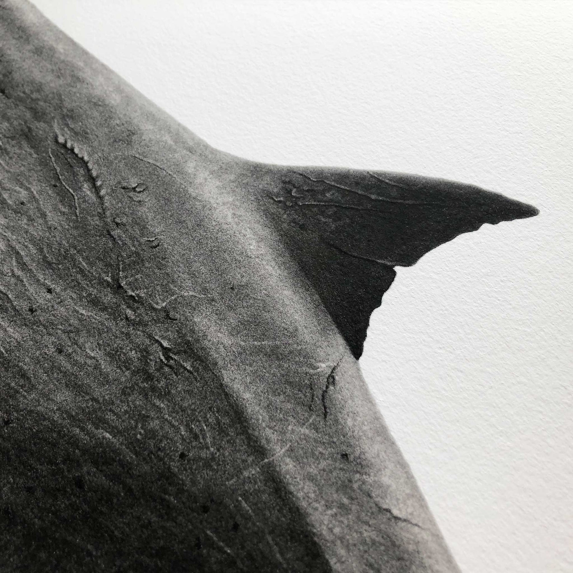 great white shark artwork