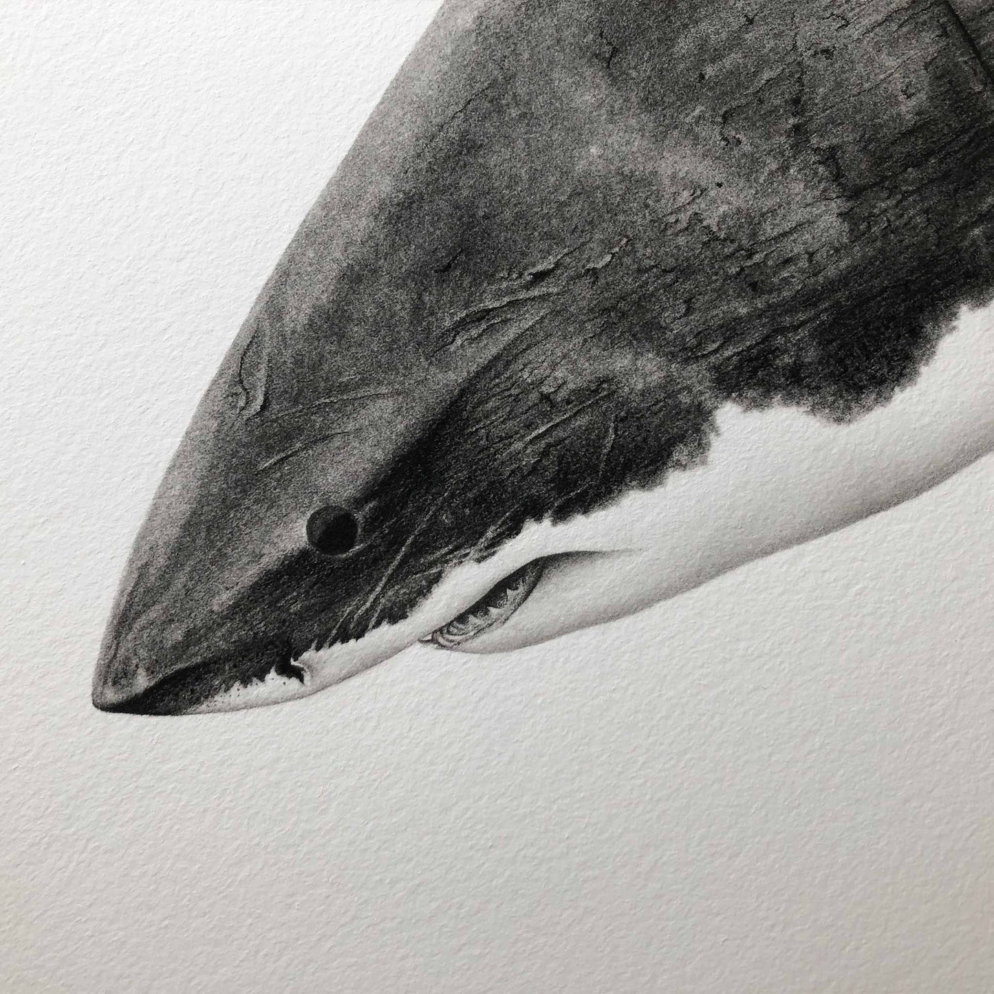Original Great White Shark - Charcoal on paper