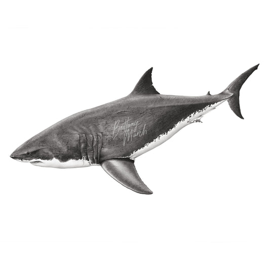 black and white great white shark artwork