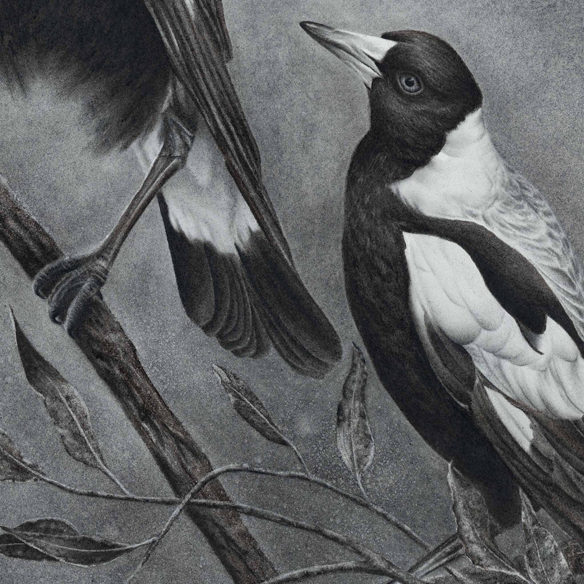 magpie artwork