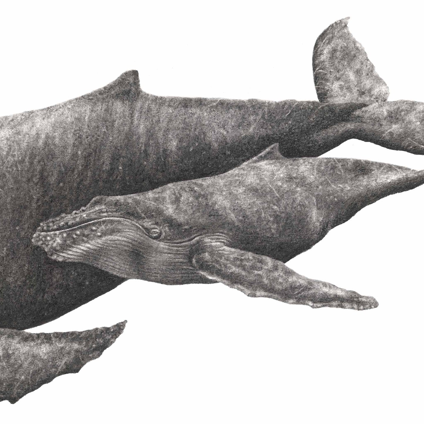 Humpback Whale artwork mother and calf