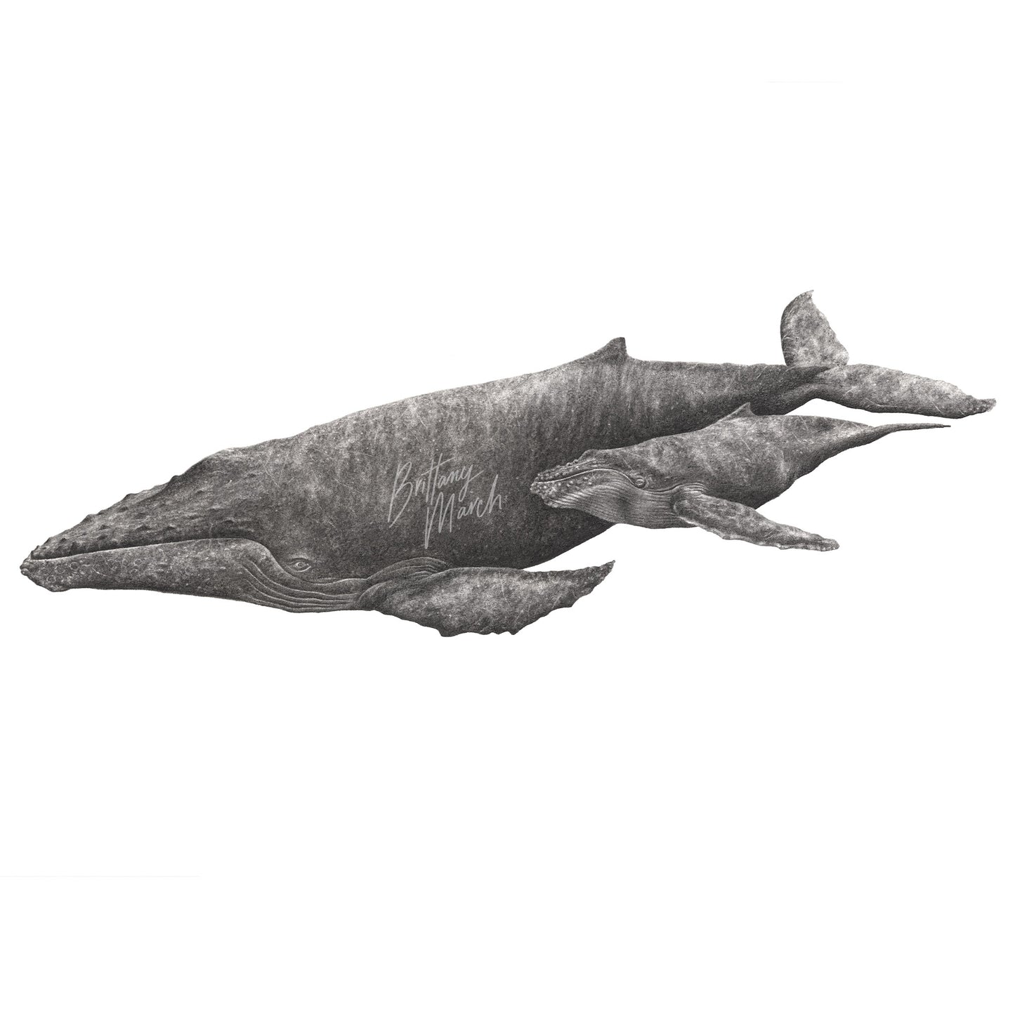 Humpback Whale artwork mother and calf
