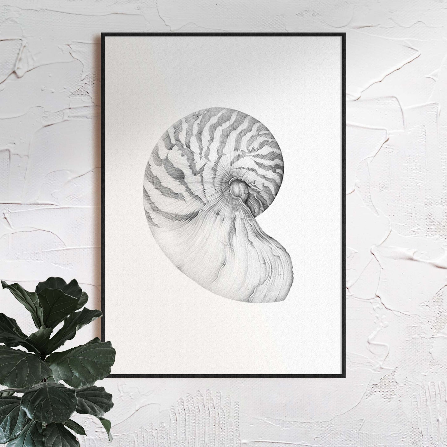 Nautilus Shell | Limited Edition Print