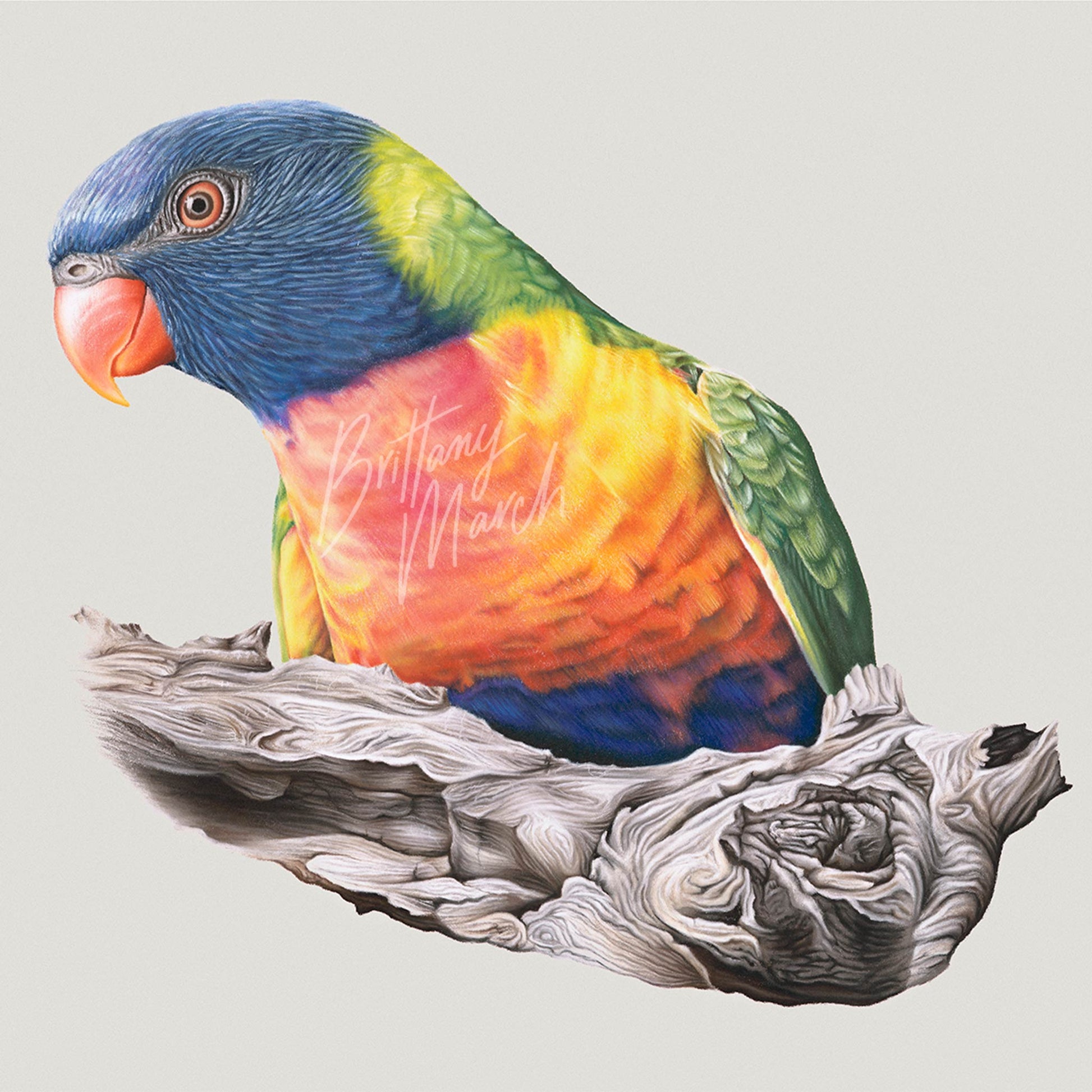 Rainbow Lorikeet artwork