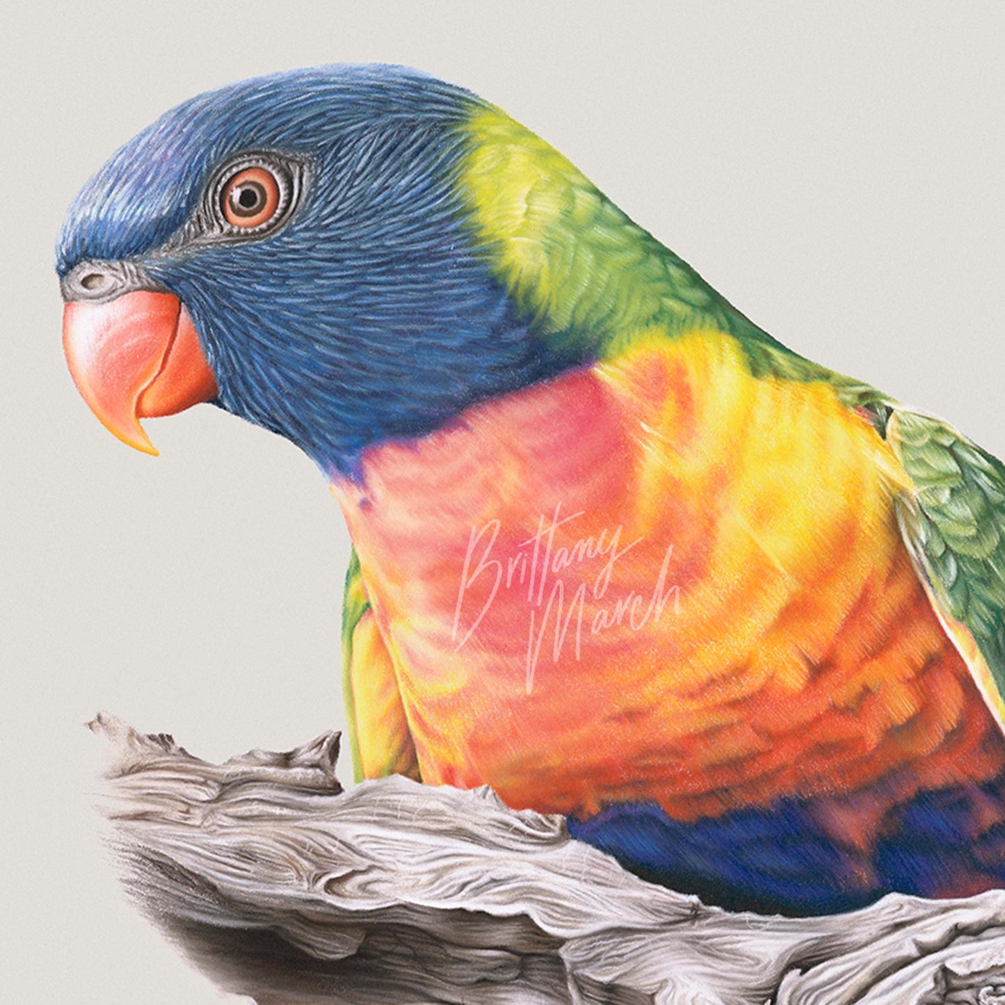 Rainbow Lorikeet artwork