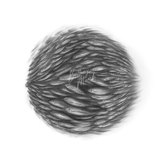 A black and white charcoal drawing of a bait ball school of fish in a sphere shape