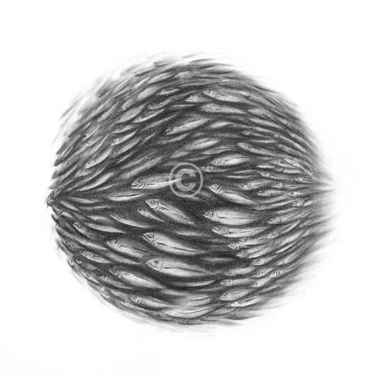 Shoal Original Artwork - Charcoal on paper