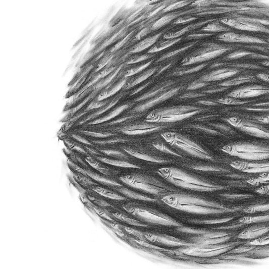 Shoal Original Artwork - Charcoal on paper