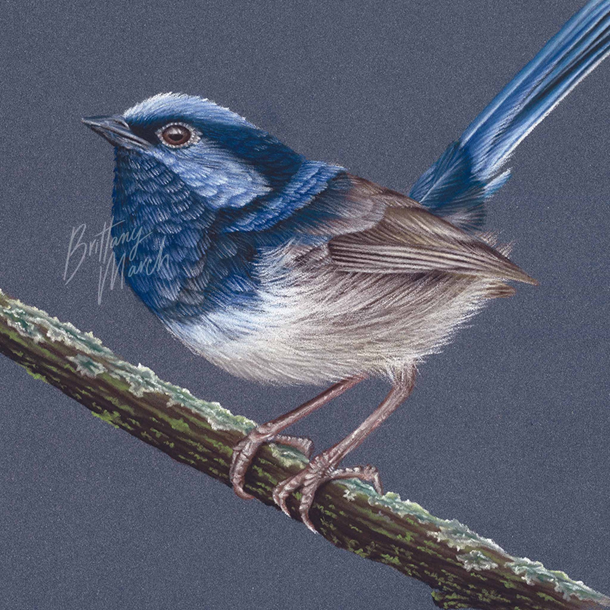 Superb Fairy-wren artwork