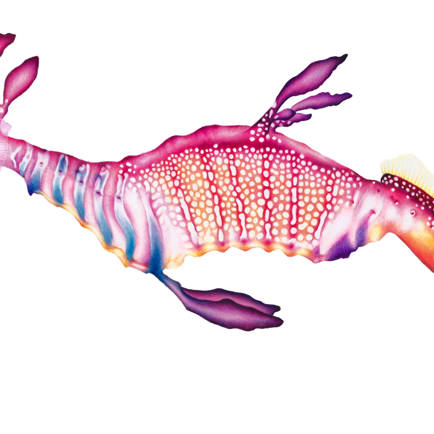 weedy seadragon artwork