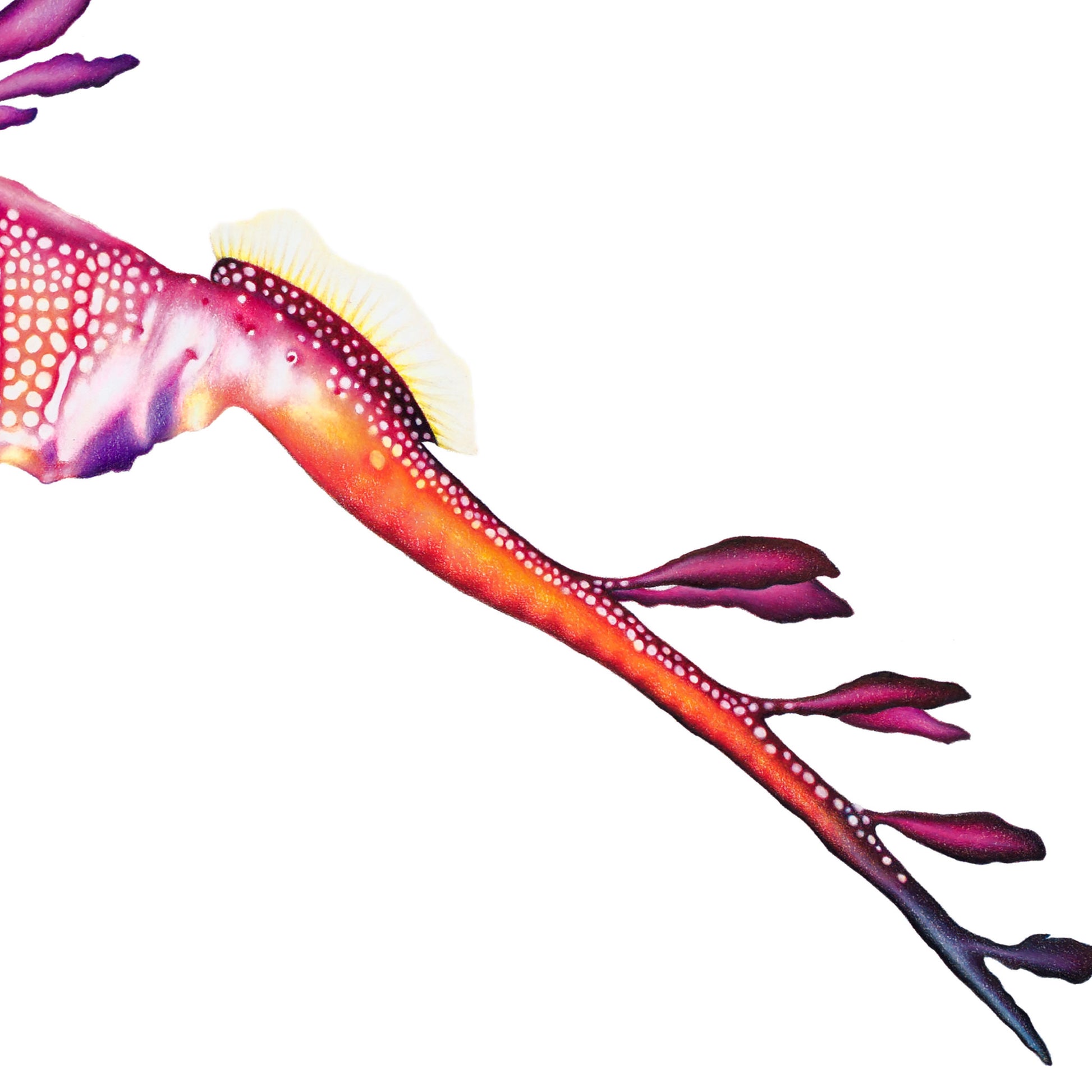 weedy seadragon artwork