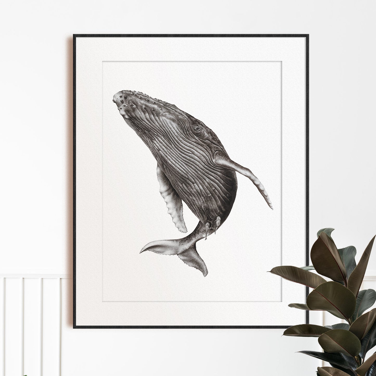 black and white humpback whale artwork realism drawing in frame marine life